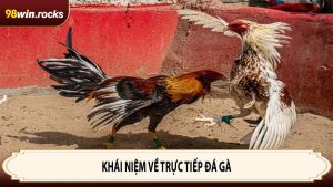 Khái niệm về trực tiếp đá gà