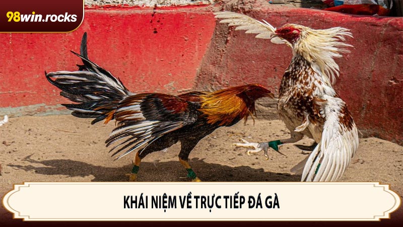 Khái niệm về trực tiếp đá gà