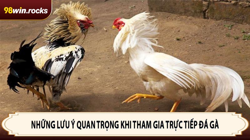 Những lưu ý quan trọng khi tham gia trực tiếp đá gà